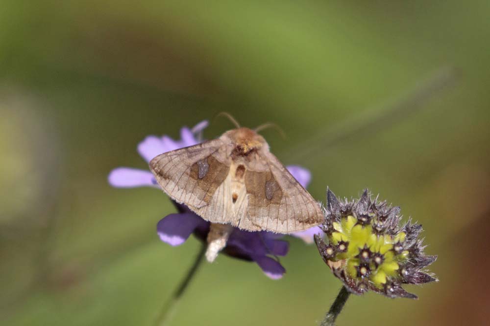 La Feuille d'or (Autographa bractea)
