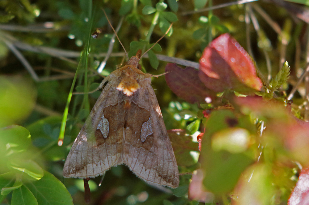 La Feuille d'or (Autographa bractéa)