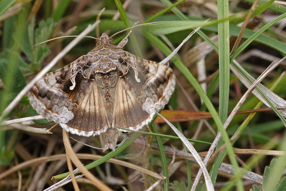 Le Gamma (Autographa gamma)