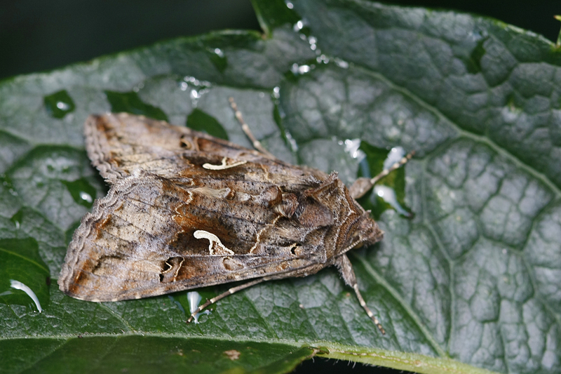 Le Gamma (Autographa gamma)