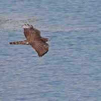 Autour des palombes  (Accipiter gentilis )