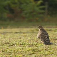Autour des palombes  (Accipiter gentillis ) immature.