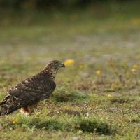 Autour des palombes  (Accipiter gentilis ) immature.