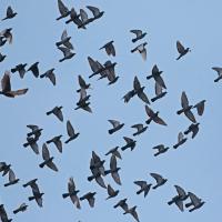 Autour des palombes  (Accipiter gentilis )