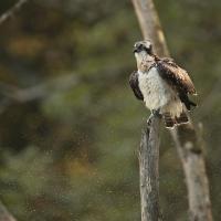 Balbuzard  pêcheur  (Pandion haliëtus)