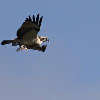 Balbuzard  pêcheur  (Pandion haliëtus)