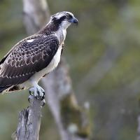 Balbuzard  pêcheur  (Pandion haliëtus)
