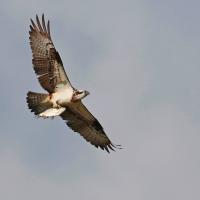 Balbuzard  pêcheur  (Pandion haliëtus)