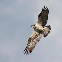 Balbuzard  pêcheur  (Pandion haliëtus)