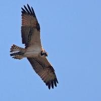 Balbuzard  pêcheur  (Pandion haliëtus)