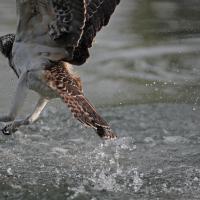 Balbuzard  pêcheur  (Pandion haliëtus)