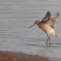 Barge rousse (Limosa lapponica)