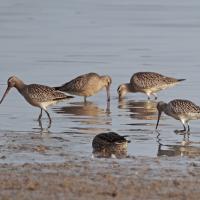 Barges rousses(Limosa lapponica)