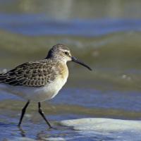 Bécasseau  cocorli  (Calidris ferruginea)