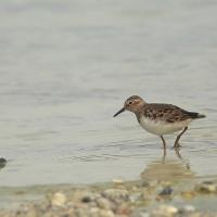 Bécasseau de Temminck  (Calidris Teminckii)