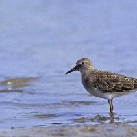 Bécasseau de Temminck  (Calidris Teminckii)