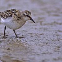 Bécasseau minute (Calidris  minuta)