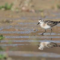 Becasseau minute (Calidris minuta)