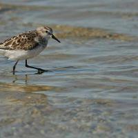 Becasseau sanderling  (Calidris alba)