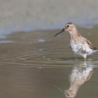 Bécasseau variable (Calidris alpina)