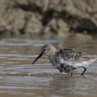 Bécasseau variable (Calidris alpina)