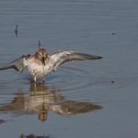 Bécasseau variable (Calidris alpina)