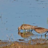 Bécasseau  cocorli  (Calidris ferruginea)