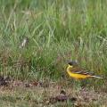 Bergeronnette  printanière race du nord (Motacilla flava thunbergi)