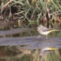 Bergeronette des ruisseaux (Motacilla cinerea) plumage d'hiver.
