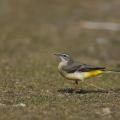 Bergeronnette des ruisseaux  (Motacilla cinerea)