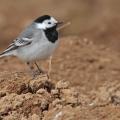 Bergeronnette grise  (Motacilla alba)