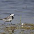 Bergeronnette grise  ( Motacilla alba)