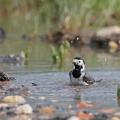 Bergeronnette grise  ( Motacilla alba)