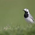 Bergeronnette grise (Motacilla alba)