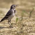 Bergeronnette  grise  jeune (Motacilla alba)