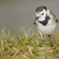 Bergeronnette grise  ( Motacilla alba)