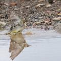 Bergeronnette printanière  (Motacilla flava)