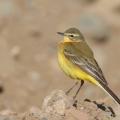 Bergeronnette printanière femelle (Motacilla flava)