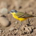Bergeronnette printanière mâle (Motacilla flava)