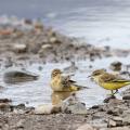 Bergeronnettes printanières (Motacilla flava)