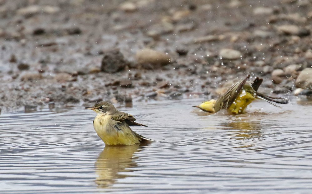 Bergeronnettes printanières (Motacilla flava)