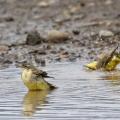 Bergeronnettes printanières (Motacilla flava)