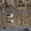Bergeronnette des ruisseaux (Motacilla cinerea) plumage d'hiver.
