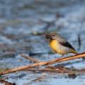 Bergeronnette des ruisseaux (Motacilla cinerea).