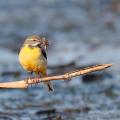 Bergeronnette des ruisseaux (Motacilla cinerea).