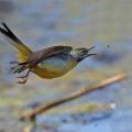 Bergeronnette des ruisseaux (Motacilla cinerea).