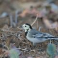 Bergeronnette grise (Motacilla alba)