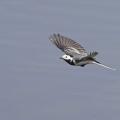 Bergeronnette grise (Motacilla alba)