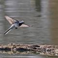 Bergeronnette grise (Motacilla alba)
