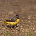 Bergeronnette des ruisseaux  mâle (Motacilla cinerea)